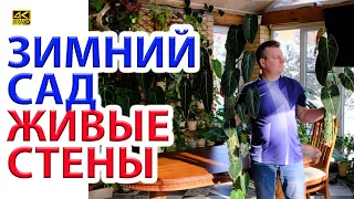 Зимний сад. Живые стены нашей оранжереи спустя 2 года.