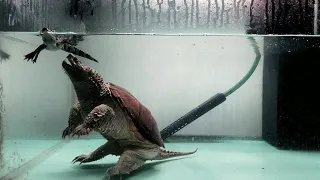 Giant Snapping Turtle Eats Live Crocodile