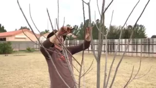 Training pruning of 3-year-old pecan tree