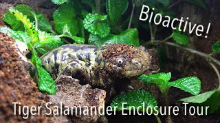 Bioactive Enclosure Tour | Tiger Salamander