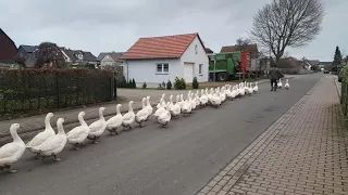 Gänsemarsch durch Zennern