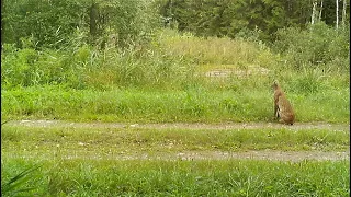 Lynx watching in Estonia