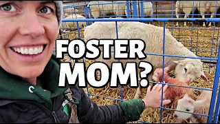 TRYING TO FOSTER LAMBS.  (DAY 12):   Vlog 274