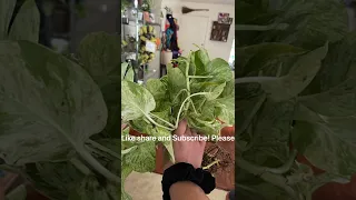 Plant mail! Plant unboxing check it out shipment from mercari!