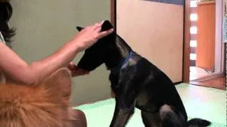 雑種犬りんのキス