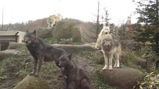 20111120 オオカミの遠吠え｜旭川市旭山動物園