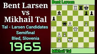 Mikhail Tal attacked aggressively against Bent Larsen in the Candidates semi-finals