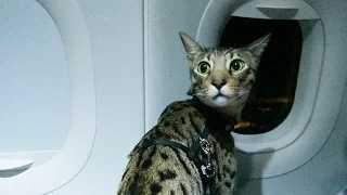 CATS ON A PLANE