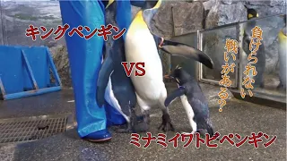 飼育係は見た！キングペンギンとミナミイワトビペンギン の戦い！！