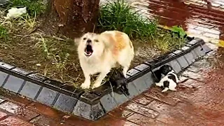 The mother dog barked at passersby in rain, it mysteriously missing left her puppies after rescued