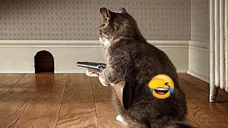 🐱🐱 Best Cats Videos 😅🐱 Funny Animal Moments #16