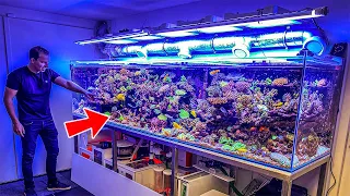 Most Beautiful Private Reef Tanks! **400 GALLON**