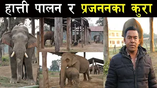 हात्ती पालन र प्रजननका कुरा ! Elephant rearing