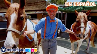 ¡Caballos en Granja de Danny! | Aprende con Blippi | @BlippiEspanol  | Moonbug Kids