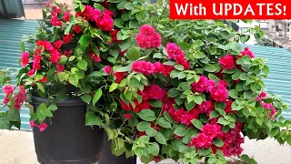 DO THESE 5 Things To GROW HUGE Bougainvillea PLANT FAST