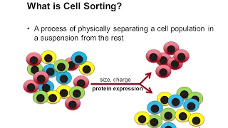 Cell Sorting Using Flow Cytometry