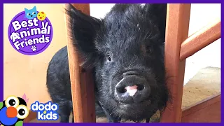 Oskar the Dad Dog Raises Cutest Baby Pig | Animal Videos For Kids | Dodo Kids: Best Animal Friends