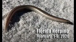 Sand Skinks, Worm lizards and more! Herping FEB 1-9, 2020