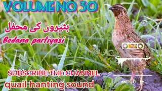 batair awaz raat shikar kliye,sound for quail hunting