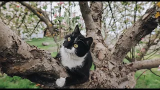 Feline Frolic: Our Cat's Tree Top Adventures!