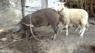 a sheep have sex with..a pig