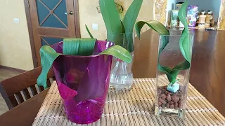Реанимация орхидей Фаленопсис без корней. Часть 1