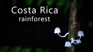 Calm dawn chorus in Costa Rica rainforest - Jungle sounds