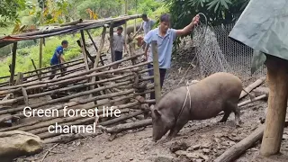 ( Full video compilation ) Robert sells pigs. Robert | Green forest life