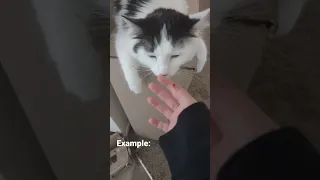 how to prevent your cat from biting your hand while petting them