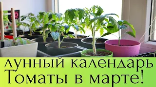 Рассада растет крепкой если посадить томаты в марте по лунному календарю в эти дни. Лунный календарь