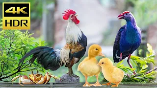 Cat TV for Cats to Watch - Cat TV Duck, Happy Birds and Cute Chicken in the Farm 4K HDR Video