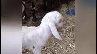 ПОПОЛНЕНИЕ В ХОЗЯЙСТВЕ 🐐❤️