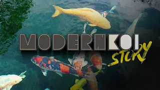 Modern Koi Story 2023 - Verpacken und ab zu Wolfgang