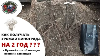 Как получить урожай винограда на 2 год. Лучший способ посадки осенних саженцев #ТриЭкоВиноградник