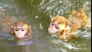 Baby Monkey is bathing in the river|| Monkey videos Monkey bun #funny🙈🙊🙉🐒🐒