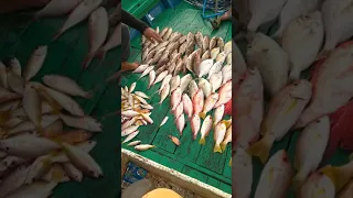 Mancing tuna balikpapan 1