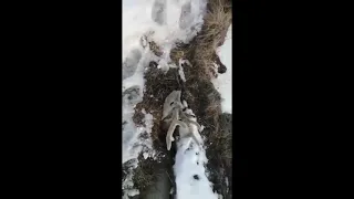 В Жуковском Николай спас оленя застрявшего в расщелине