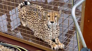 A rainy evening. Gerda waiting for her meal. This is how cheetah Gerda enjoys her dinner.