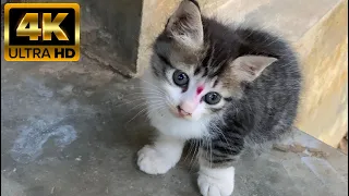 Little cat playing video 4K 60FPS