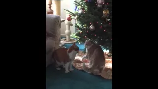 Kitty Cats Brawl Under the Christmas Tree