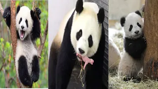 Baby panda - Funny And Cute Panda Compilation - panda cute baby Video 2020