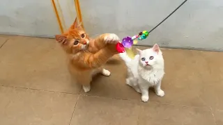 Playing With Adorable Fluffy Toys With Cute Little Kittens Watch Their Adorable Jump!