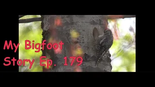 My Bigfoot Story Ep. 179 - Be A Present Bigfoot Hunter