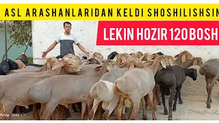 ASL ARASHANLAR 💯 KELDI SHOSHILAMIZ