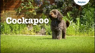 Cockapoo Puppies and Dogs: Temperament, Lifespan & more | Petplan