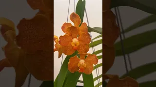Vanda blooms are my favorite!! #orchidflower #orchidlover #plant #orchidgarden #vandaorchid