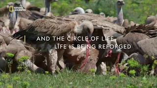 Watch how the wild returns to Europe - Europe's New Wild