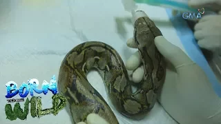 Born to be Wild: Rescuing a snake with three bullets inside its body