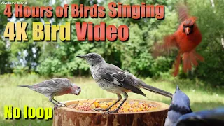 ASMR 4 HOURS of Birds Singing, No loop, 4K Bird, Digital Stress Relief Therapy, Cat TV, AW 007-1