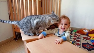 Коты и дети, лучшие друзья?! Cats and babies the best video.